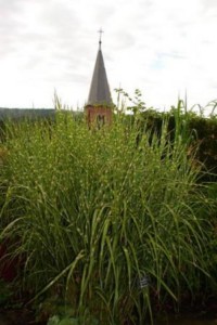 La pointe du clocher de l'église protestante depuis le jardin pour la paix.