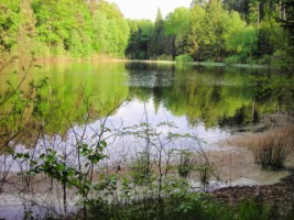 La petite pièce d'eau de l'Entenbaechel se situe en amont de l'étang de Hasselfurth.