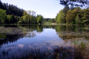 L'étang de Hasselfurth à Bitche.