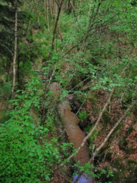 Les débuts du ruisseau de la Horn, en aval de la ville de Bitche, s'apprêtent à gonfler les eaux de l'étang de Hasselfurth. Les sources de la rivière se situent 2000 mètres plus au sud.