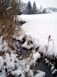 Le ruisseau du Breidenbach, affluent de la Horn.